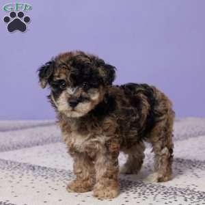 Rosie, Miniature Poodle Puppy